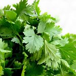 cilantro-