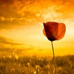 Digital-art-poppy-flower-in-yellow-light-of-the-sun_3840x2160