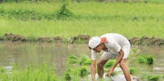 Engineering Students Agricultural Product