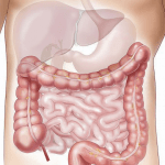 liver