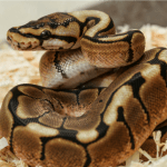 metabolic-bone-disease-disorders-reptiles