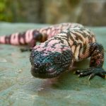 nz-gila-monster