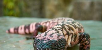 Four Indian Naturalists to Crowd Source the India’s First Reptile Website!