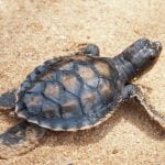 Baby turtle walks through sand